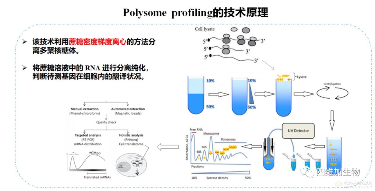 多核糖體圖譜分析技術 Polysome-profiling 提升核心競爭力
