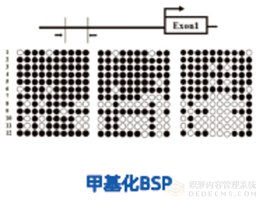 分子生物技術(shù)服務(wù)