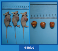 動物模型技術(shù)服務(wù)